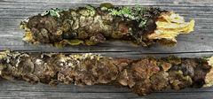 Trichaptum laricinum