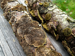 Trichaptum laricinum