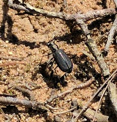 Cicindela punctulata punctulata