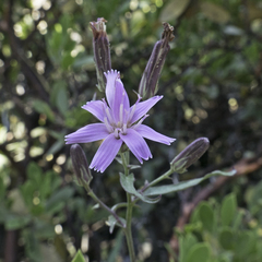 Stephanomeria lactucina
