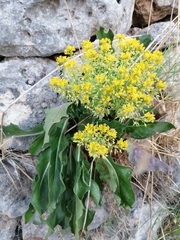 Isatis tinctoria