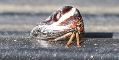 Smilia fasciata