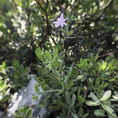 Stephanomeria lactucina