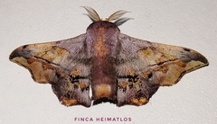 Arianula haxairei