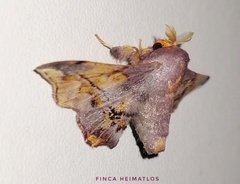 Arianula haxairei