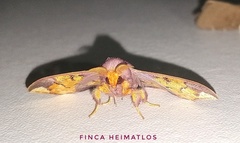 Arianula haxairei
