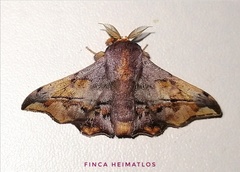 Arianula haxairei