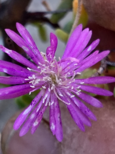 Gambling Dewfig (Drosanthemum crassum)