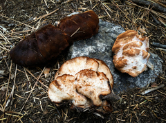 Amylocystis lapponica