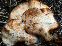 Amylocystis lapponica