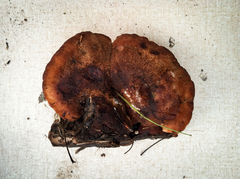 Amylocystis lapponica