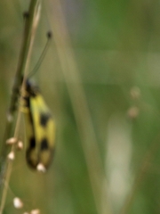 Libelloides macaronius