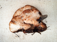 Amylocystis lapponica