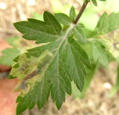 Calycomyza artemisiae