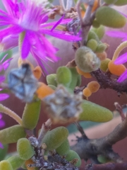 Drosanthemum crassum