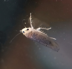 Phlogotettix cyclops