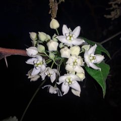 Funastrum pannosum