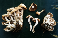 Psathyrella sublateritia