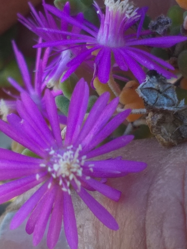 Image of Drosanthemum crassum by (c) kevin koen, some rights reserved (CC BY-SA)