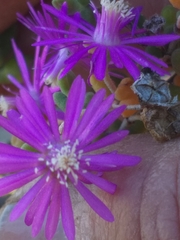 Drosanthemum crassum