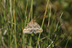 Pyrausta aerealis