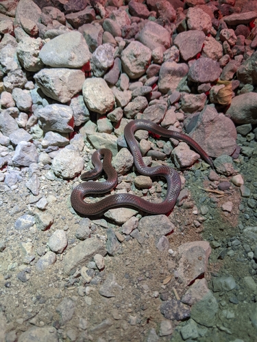 iNaturalist observation photo of Common Sharp-tailed Snake