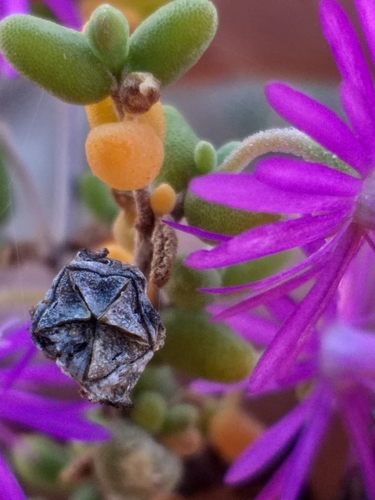 Image of Drosanthemum crassum by (c) kevin koen, some rights reserved (CC BY-SA)
