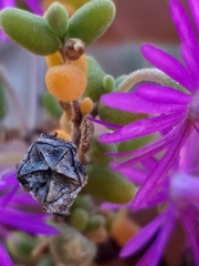 Drosanthemum crassum
