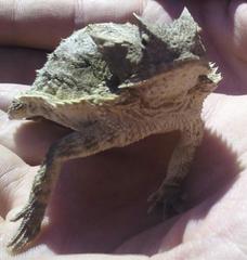 Phrynosoma taurus