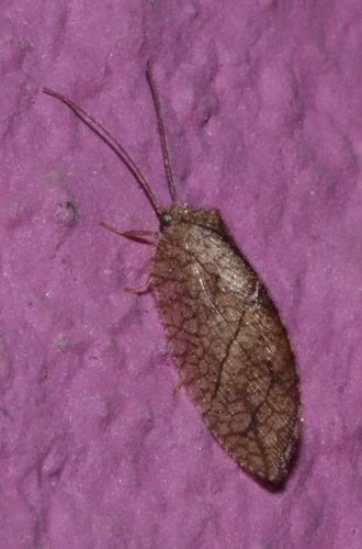 Megalomus angulatus