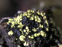 Arthrorhaphis citrinella