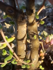 Drosanthemum crassum
