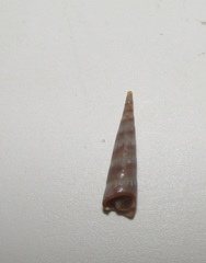 Terebridae