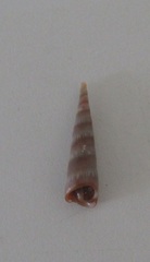 Terebridae