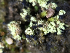 Arthrorhaphis citrinella