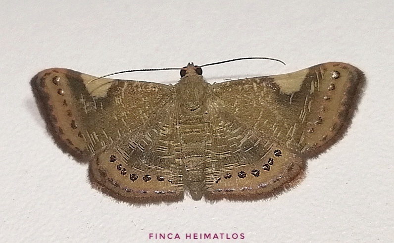 Aplogompha costimaculata