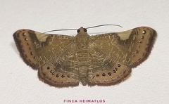 Aplogompha costimaculata