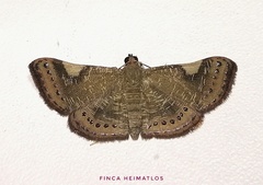 Aplogompha costimaculata