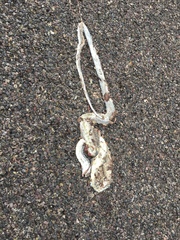 Masticophis bilineatus