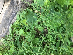 Cycloloma atriplicifolium