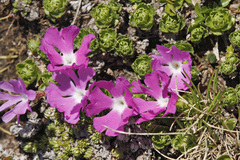 Primula minima