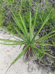Agave karwinskii
