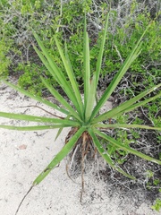 Agave karwinskii