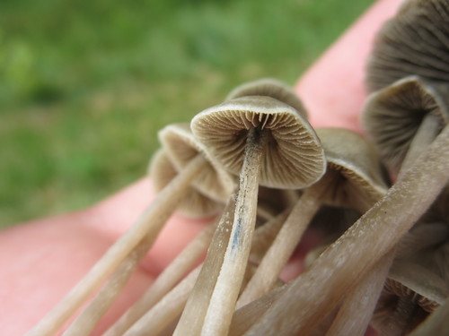 Panaeolus bisporus image