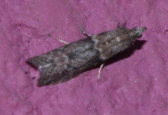 Vitula edmandsii
