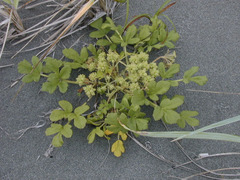 Glehnia littoralis leiocarpa