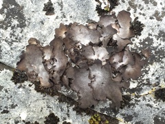 Dermatocarpon dolomiticum