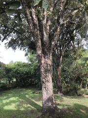 Juglans neotropica