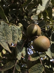 Juglans neotropica
