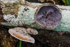 Auricularia nigricans